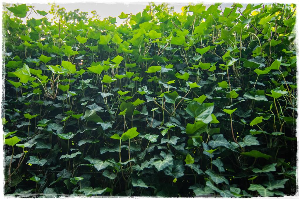 pnącze zimozielone 8 pnącze zimozielone 8