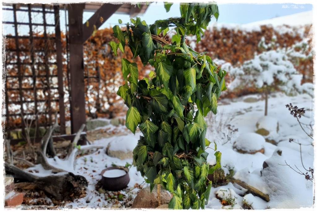 pnącze zimozielone 9a pnącze zimozielone 9a