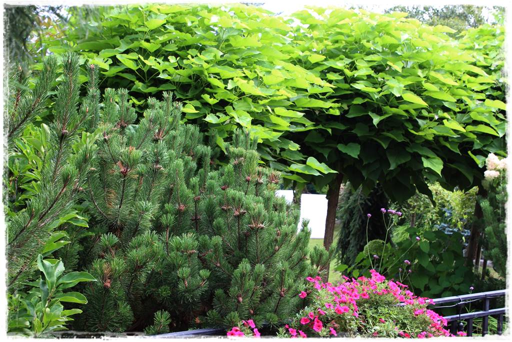 Ogród na osiedlu 27