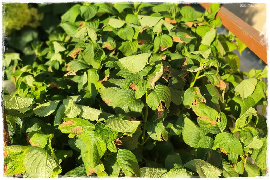 Płyn UV 10 Płyn UV 10