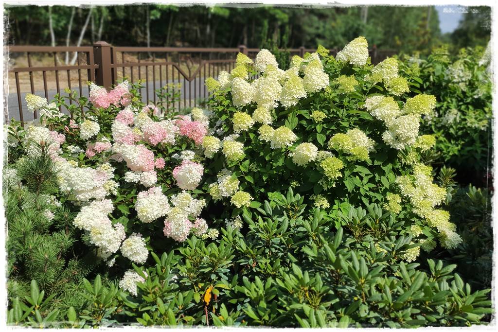 Płyn UV 24 Płyn UV 24