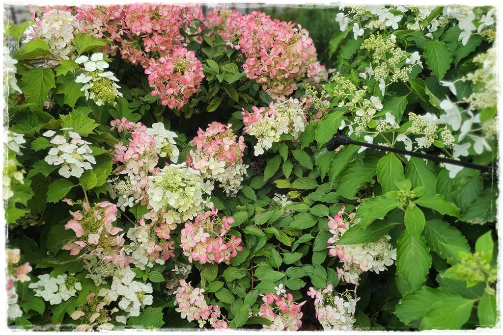 Płyn UV 26 Płyn UV 26