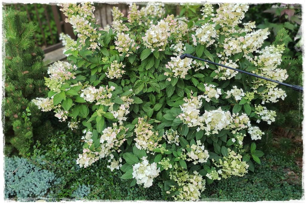 Płyn UV 27 Płyn UV 27