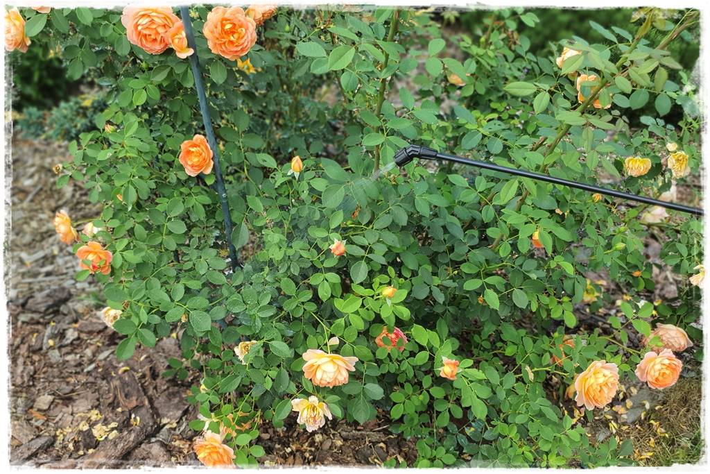 Płyn UV 29 Płyn UV 29