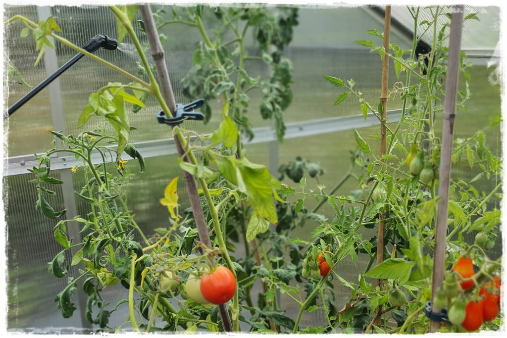 Płyn UV 33 Płyn UV 33