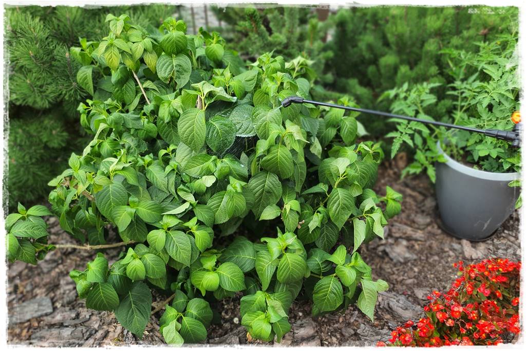 Płyn UV 42 Płyn UV 42