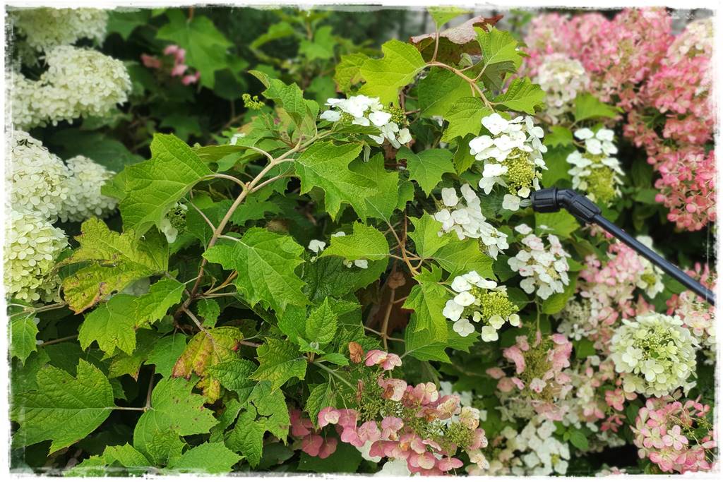 Płyn UV 50 Płyn UV 50