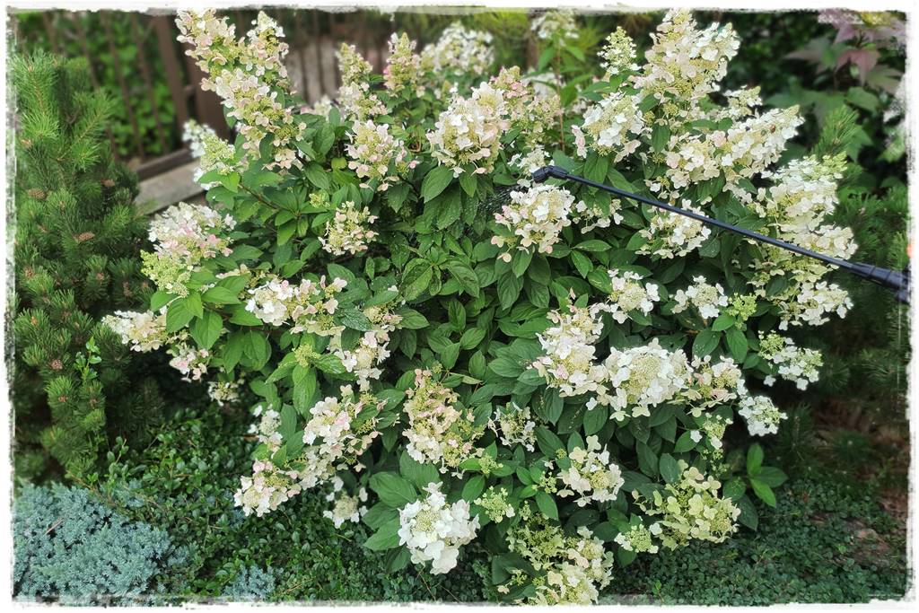 Płyn UV 51 Płyn UV 51