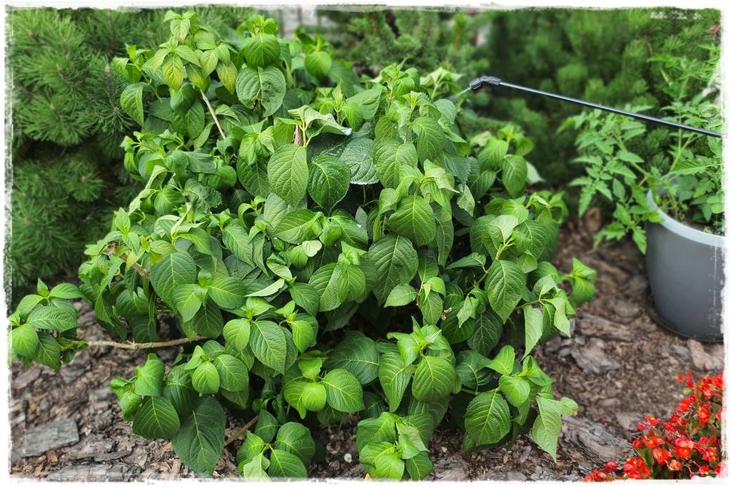 Płyn UV 59 Płyn UV 59