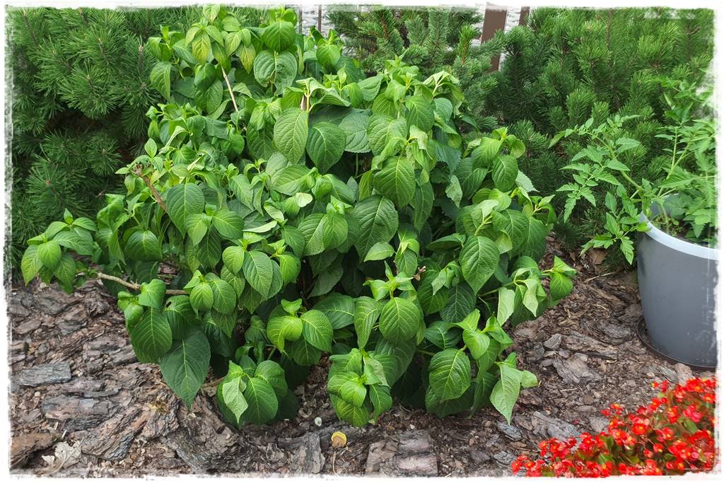 Płyn UV 6 Płyn UV 6