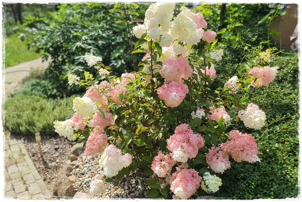 Płyn UV 63 Płyn UV 63