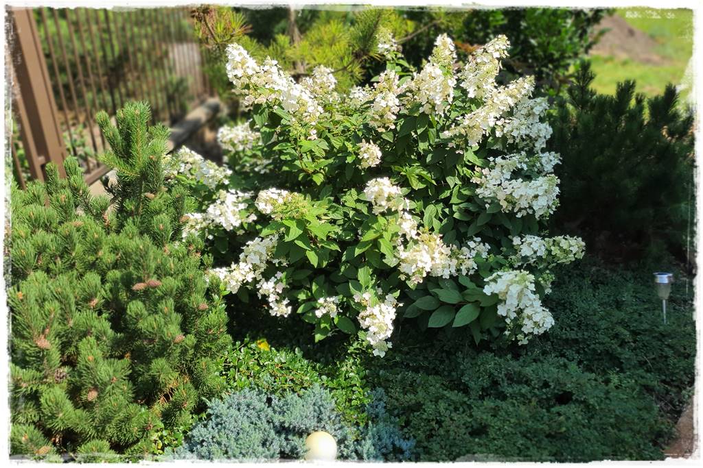 Płyn UV 64 Płyn UV 64