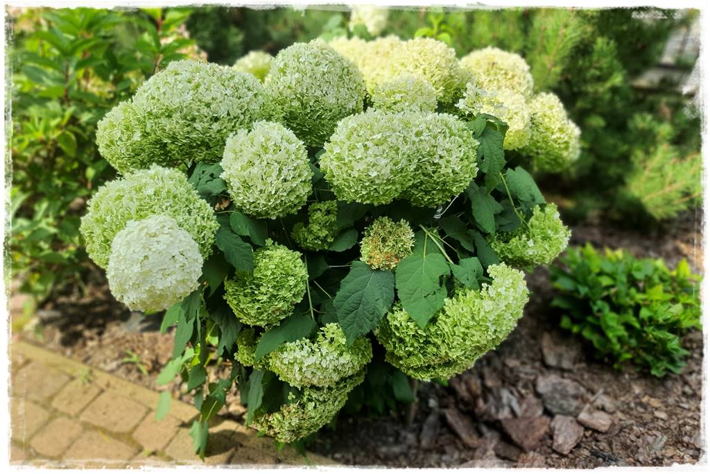 Płyn UV 65 Płyn UV 65