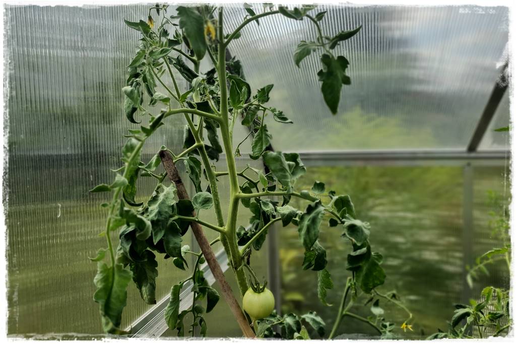 Płyn UV 7 Płyn UV 7