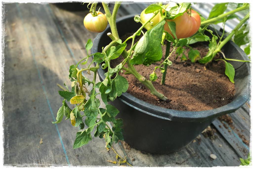 Płyn UV 8 Płyn UV 8