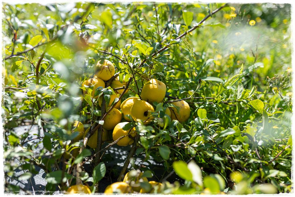 Rośliny owocowe łatwe w uprawie 19 Rośliny owocowe łatwe w uprawie 19
