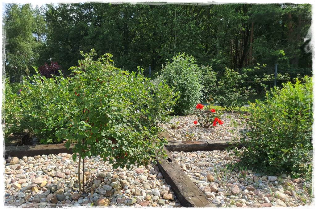 Rośliny owocowe łatwe w uprawie 21 Rośliny owocowe łatwe w uprawie 21