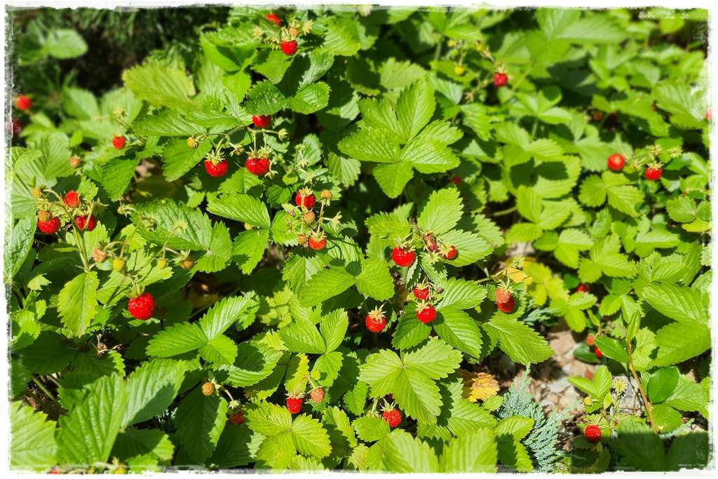 Rośliny owocowe łatwe w uprawie 37 Rośliny owocowe łatwe w uprawie 37