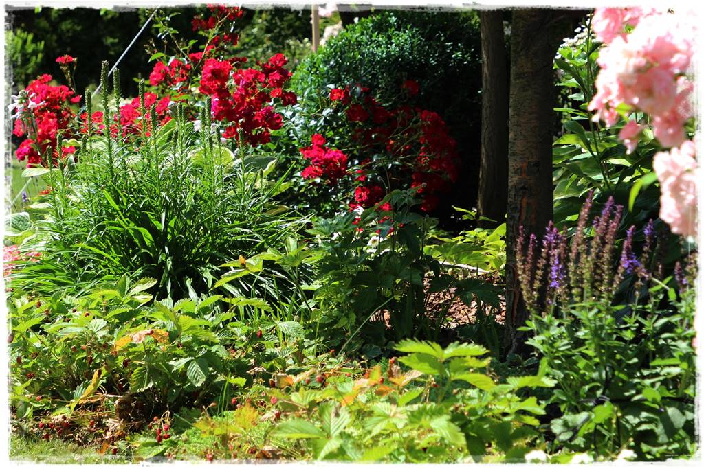 Rośliny owocowe łatwe w uprawie 38 Rośliny owocowe łatwe w uprawie 38