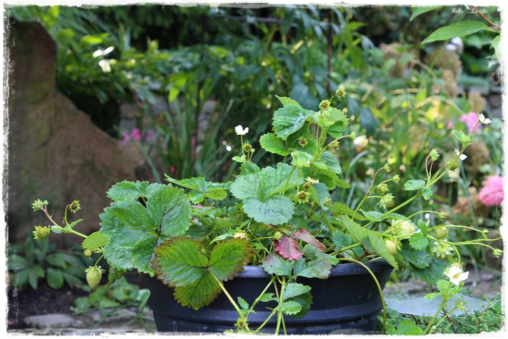 Rośliny owocowe łatwe w uprawie 39 Rośliny owocowe łatwe w uprawie 39