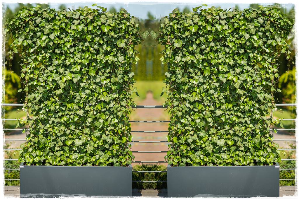 Żywe panele z bluszczu 40