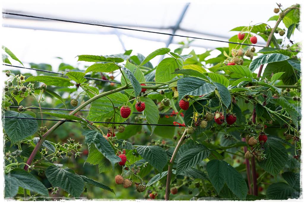 jeżyny do ogrodu 13 jeżyny do ogrodu 13