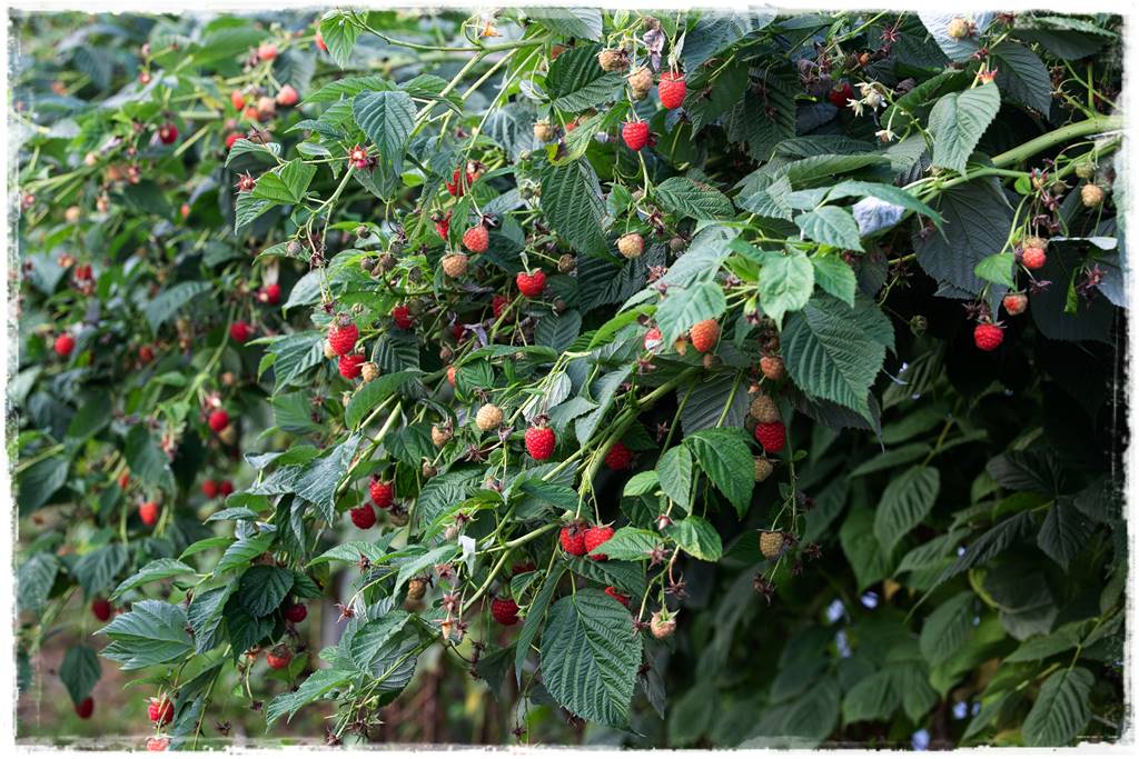 jeżyny do ogrodu 14 jeżyny do ogrodu 14