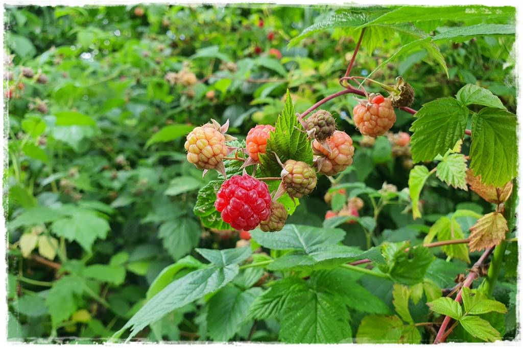 jeżyny do ogrodu 15 jeżyny do ogrodu 15