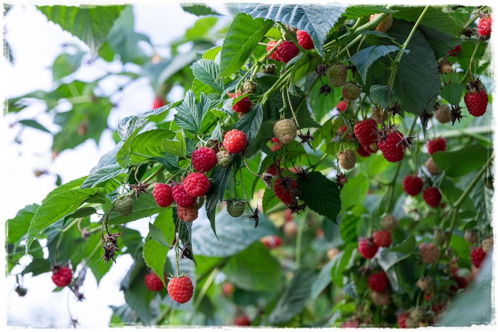 jeżyny do ogrodu 18 jeżyny do ogrodu 18