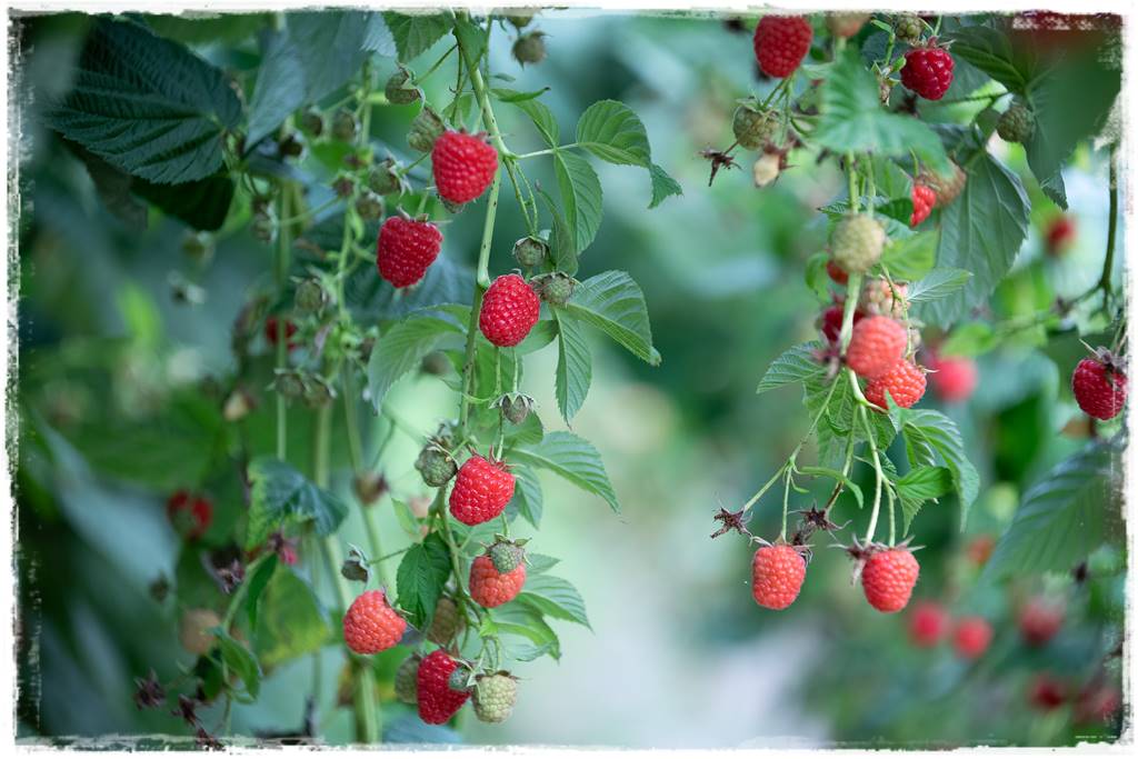 jeżyny do ogrodu 19 jeżyny do ogrodu 19