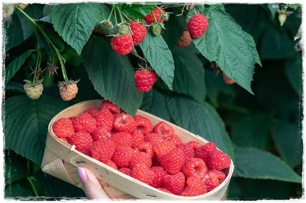 jeżyny do ogrodu 20 jeżyny do ogrodu 20