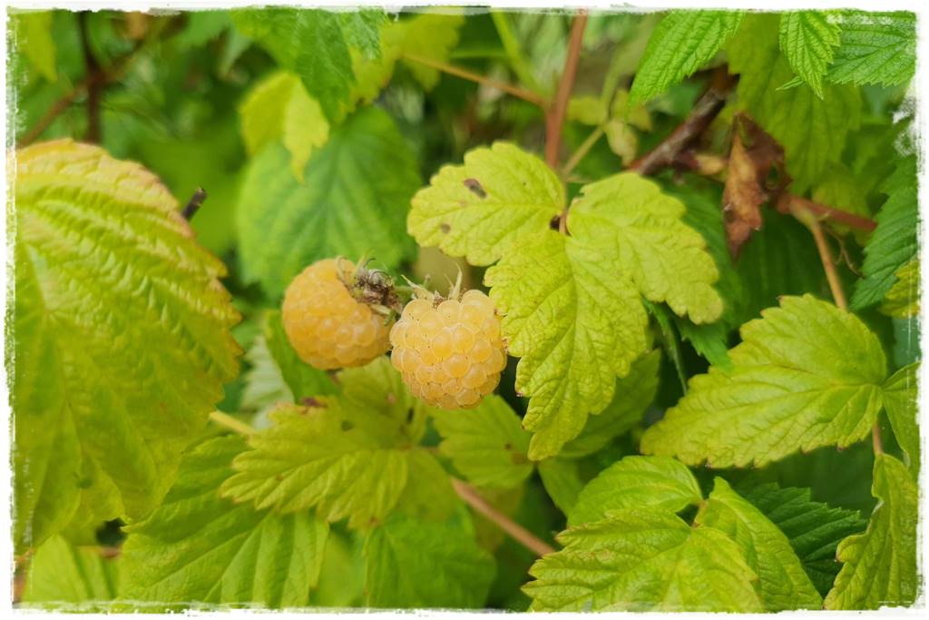 jeżyny do ogrodu 28 jeżyny do ogrodu 28