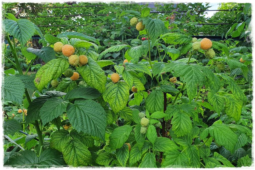 jeżyny do ogrodu 29 jeżyny do ogrodu 29
