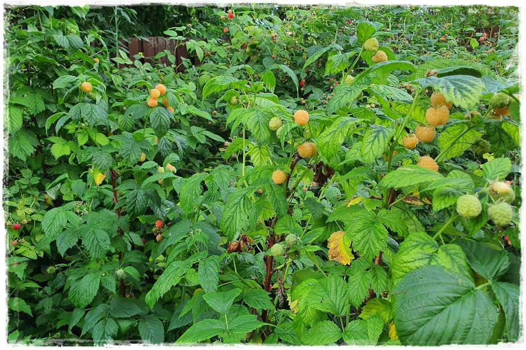 jeżyny do ogrodu 32 jeżyny do ogrodu 32