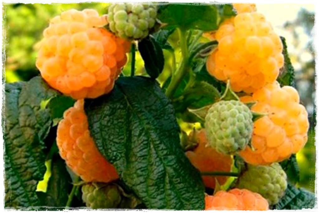 jeżyny do ogrodu 33 jeżyny do ogrodu 33