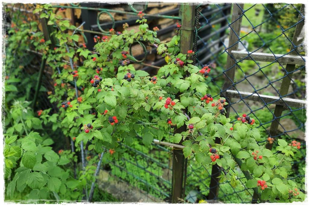 jeżyny do ogrodu 35 jeżyny do ogrodu 35