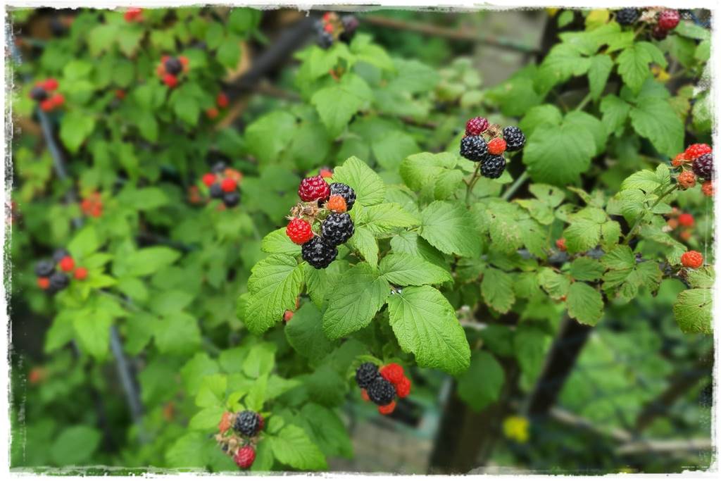 jeżyny do ogrodu 36 jeżyny do ogrodu 36