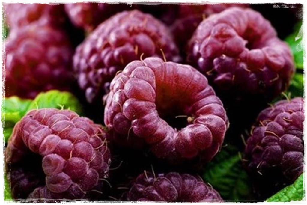 jeżyny do ogrodu 38 jeżyny do ogrodu 38