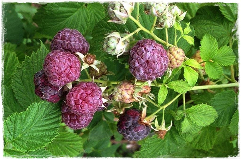 jeżyny do ogrodu 39 jeżyny do ogrodu 39