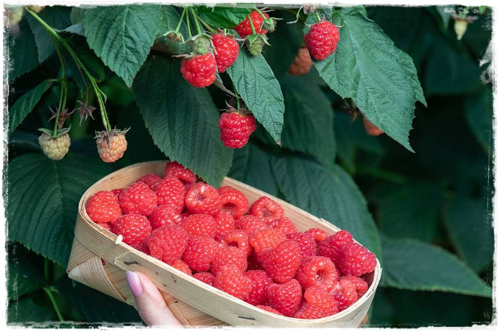 jeżyny do ogrodu 4 jeżyny do ogrodu 4