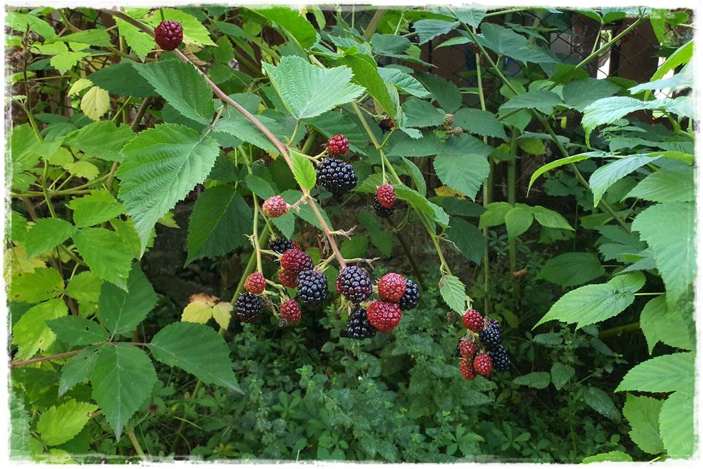 jeżyny do ogrodu 40 jeżyny do ogrodu 40