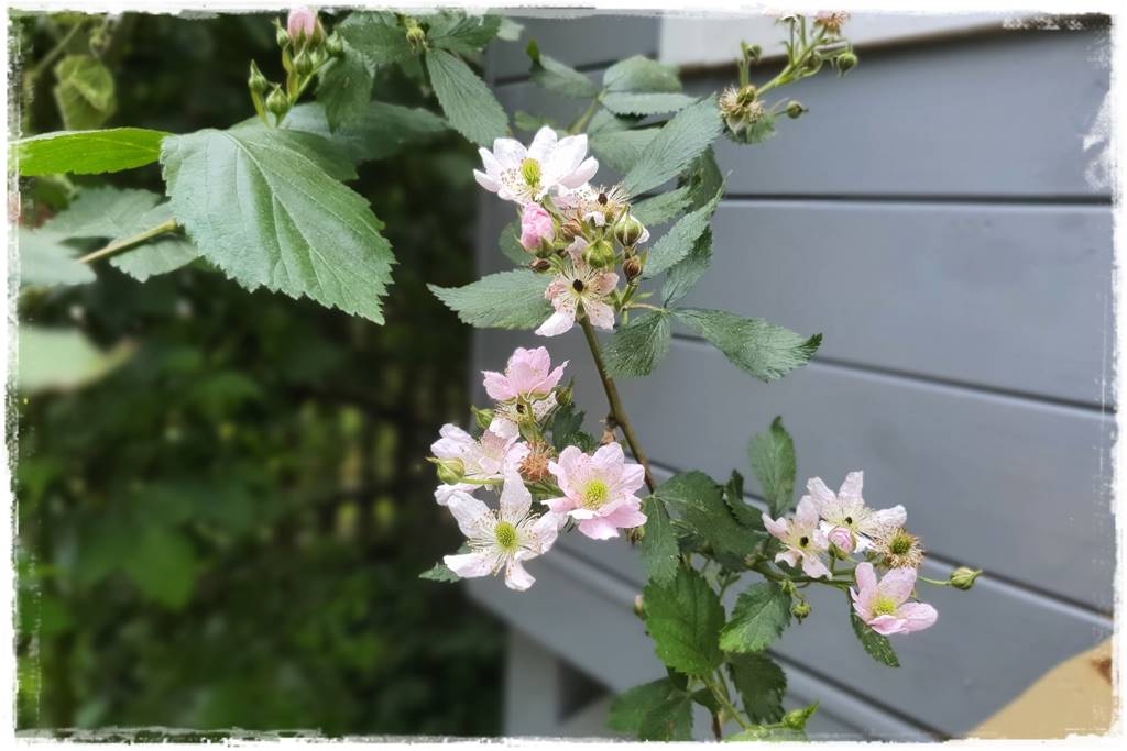 jeżyny do ogrodu 40a jeżyny do ogrodu 40a