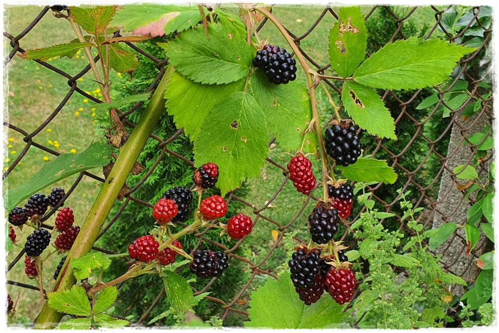 jeżyny do ogrodu 41 jeżyny do ogrodu 41