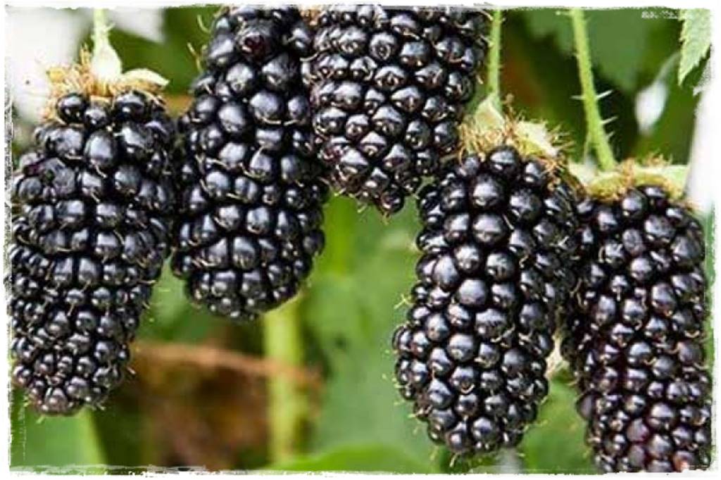 jeżyny do ogrodu 42 jeżyny do ogrodu 42