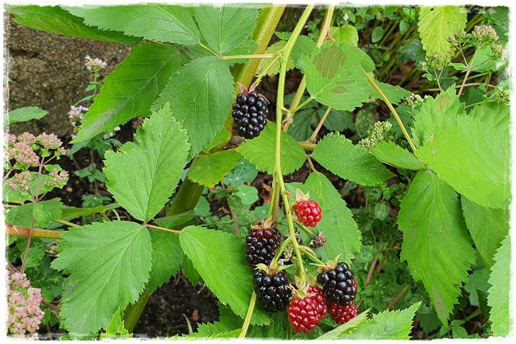 jeżyny do ogrodu 43 jeżyny do ogrodu 43