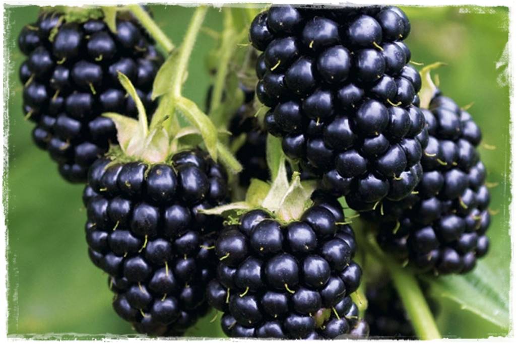 jeżyny do ogrodu 44 jeżyny do ogrodu 44