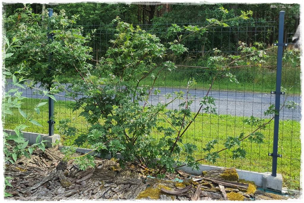 jeżyny do ogrodu 46 jeżyny do ogrodu 46