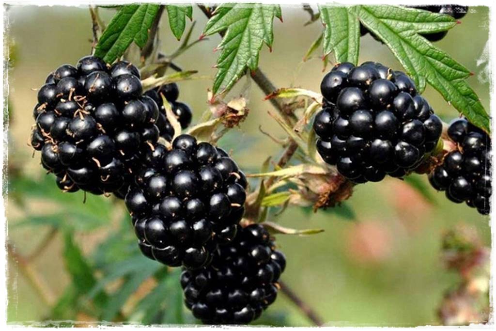 jeżyny do ogrodu 47 jeżyny do ogrodu 47