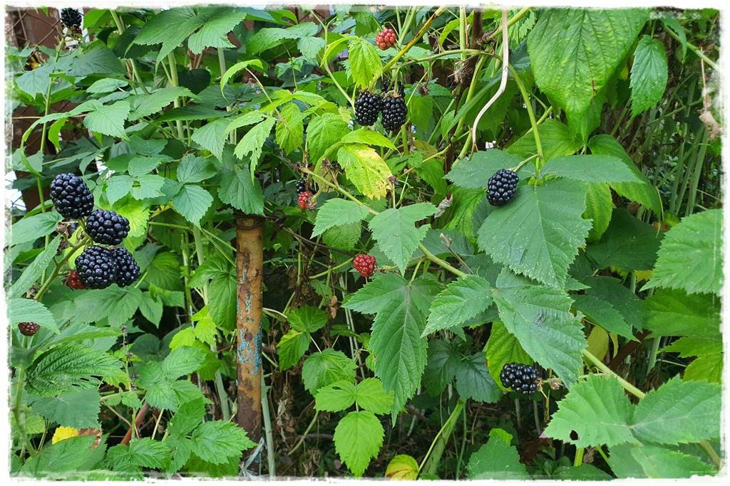 jeżyny do ogrodu 48 jeżyny do ogrodu 48