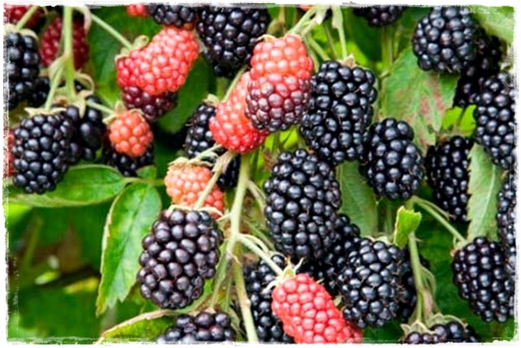 jeżyny do ogrodu 49 jeżyny do ogrodu 49